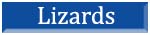 Lizards